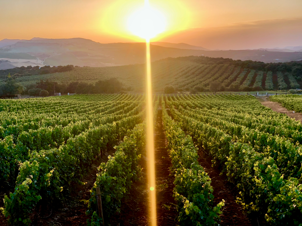 Guided tour of the vineyard, winery, and wine tasting