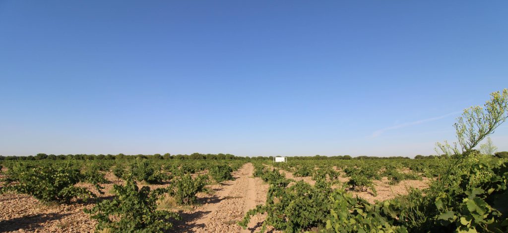 Javier Sanz Experience