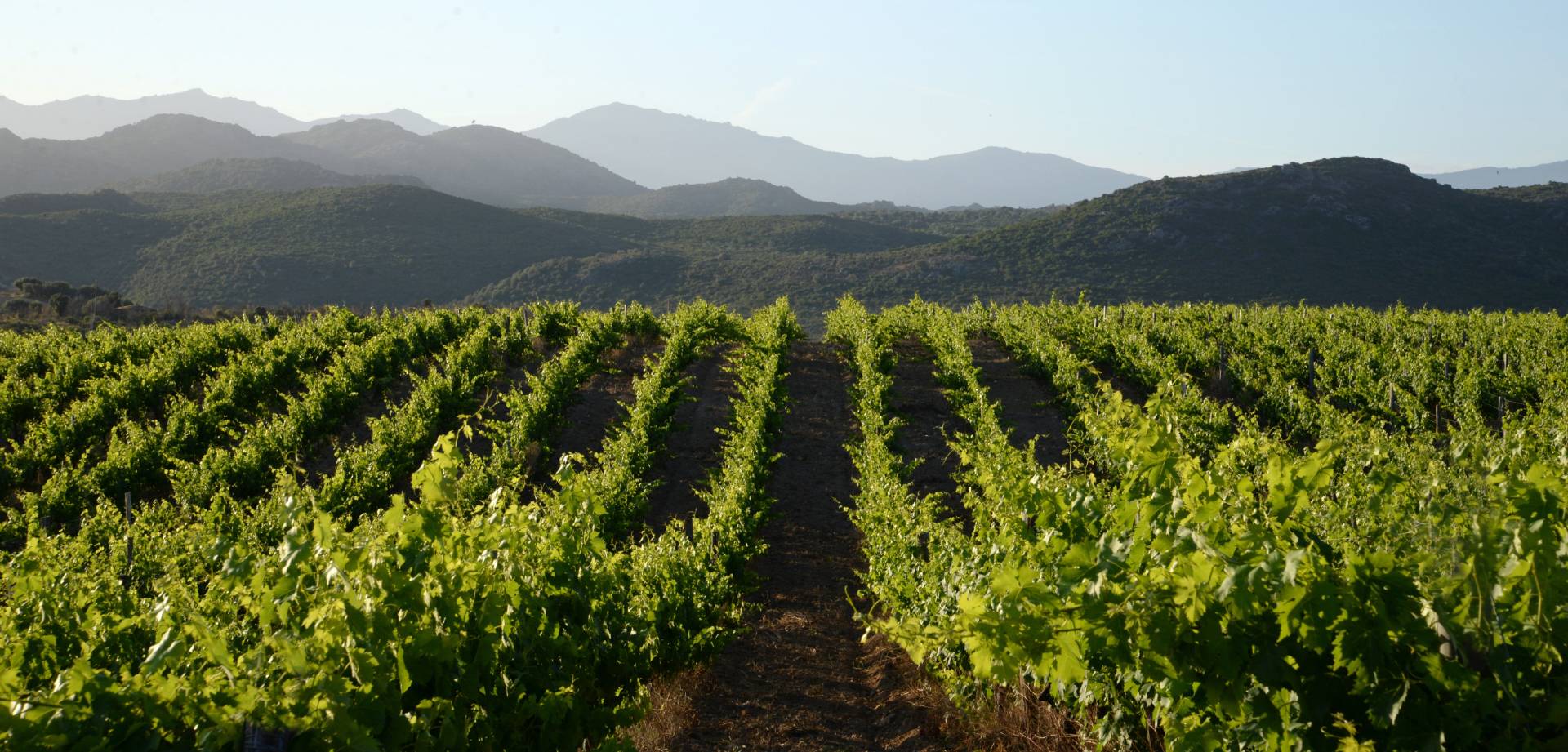 Wine, a spuntinu… Tasting in the heart of the Agriate desert