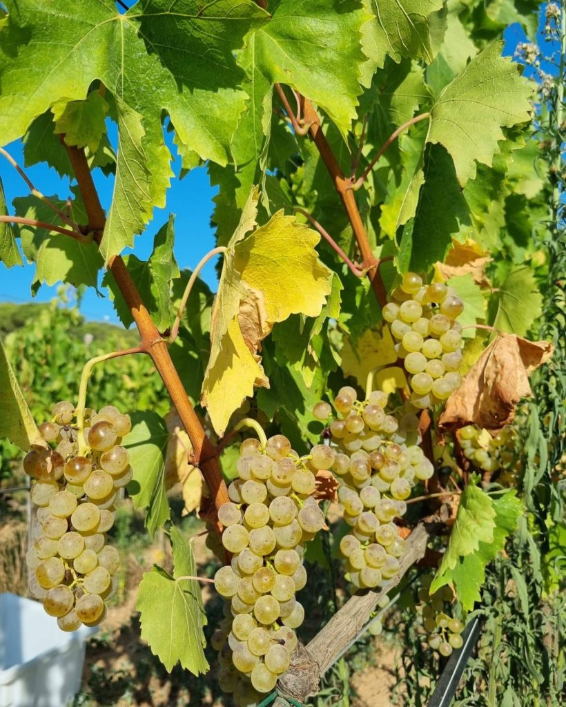 Guided tour and premium wine tasting