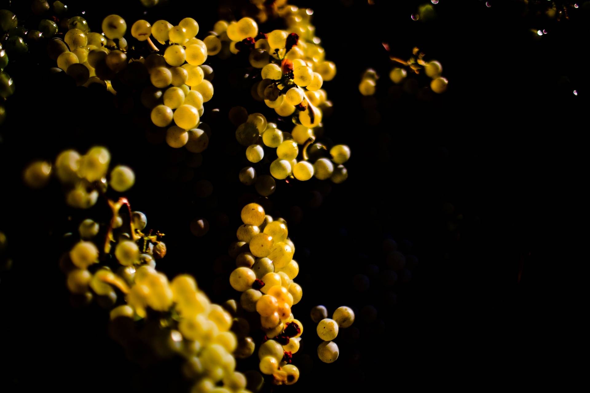 DOMAINE DU BEAUREGARD