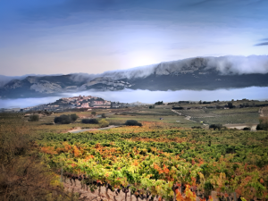 BODEGAS CASA PRIMICIA