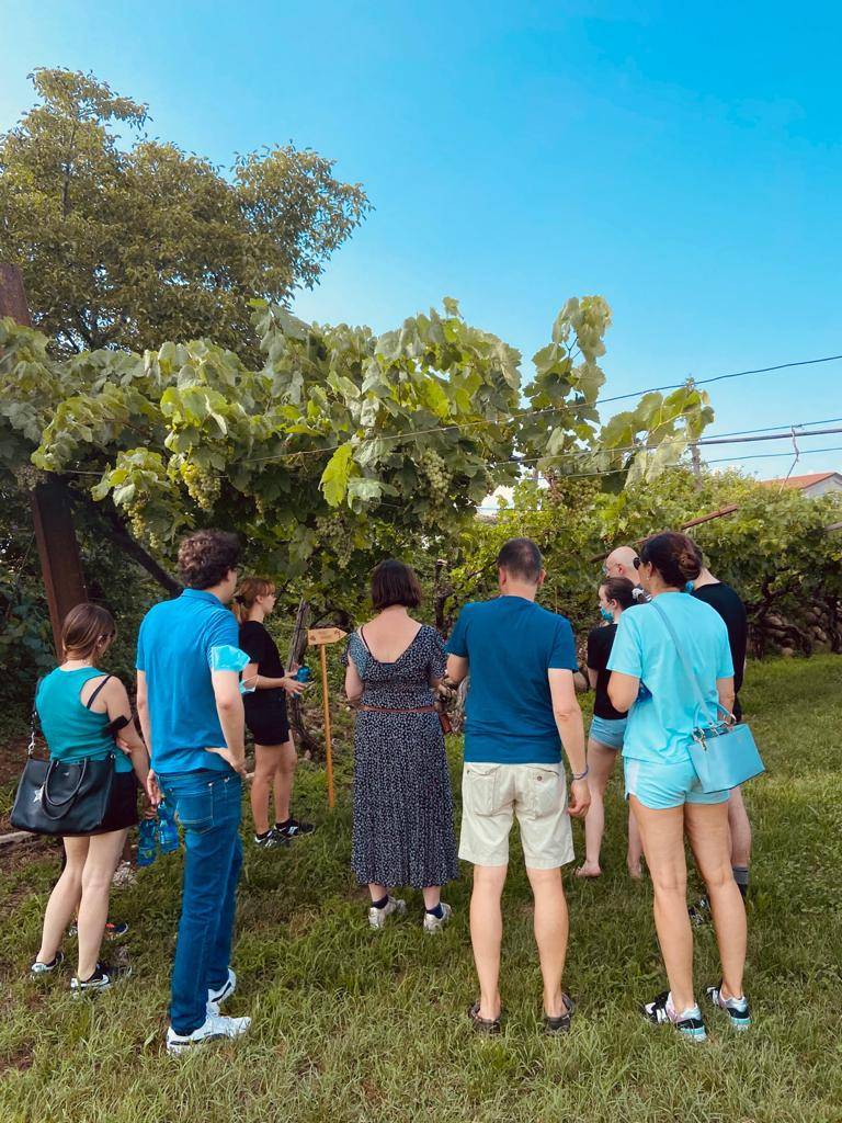 Path Among The Vineyards: Relaxation, Health And Freedom