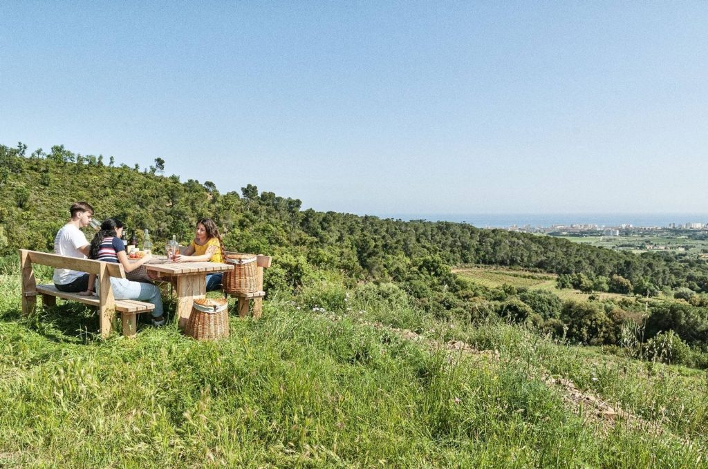 Picnic between vineyards overlooking the sea