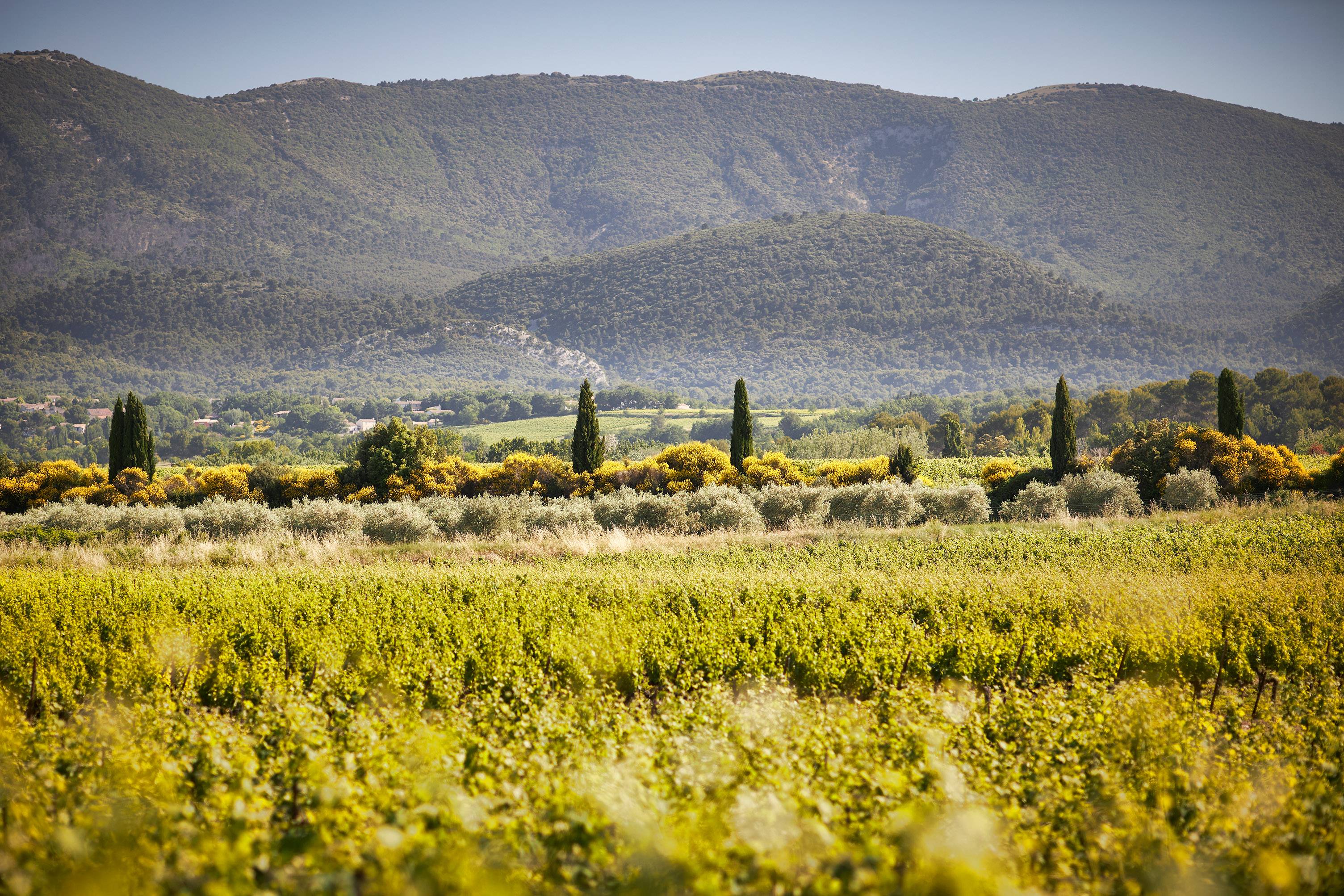 The Secrets of the Vine