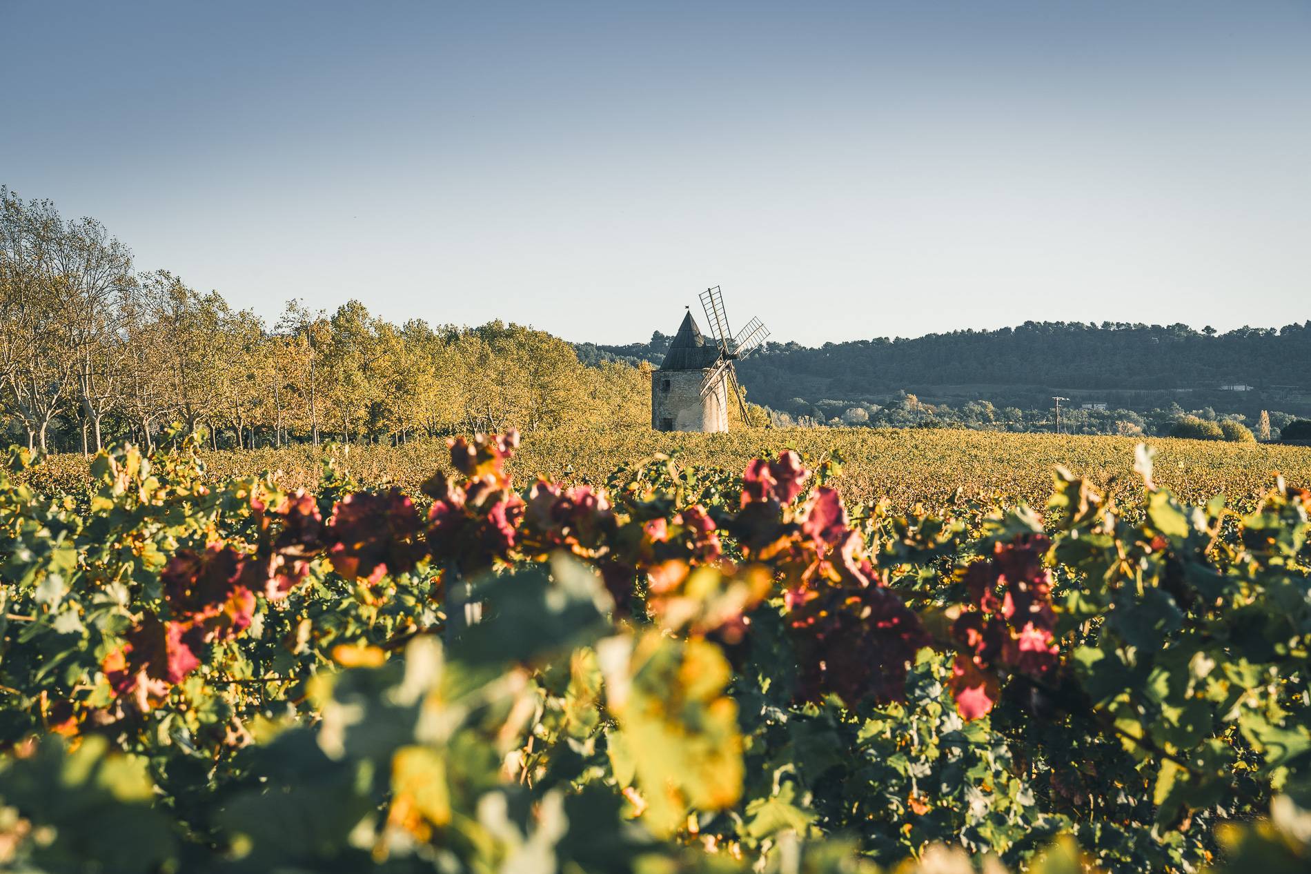 Visit & Wine Tasting