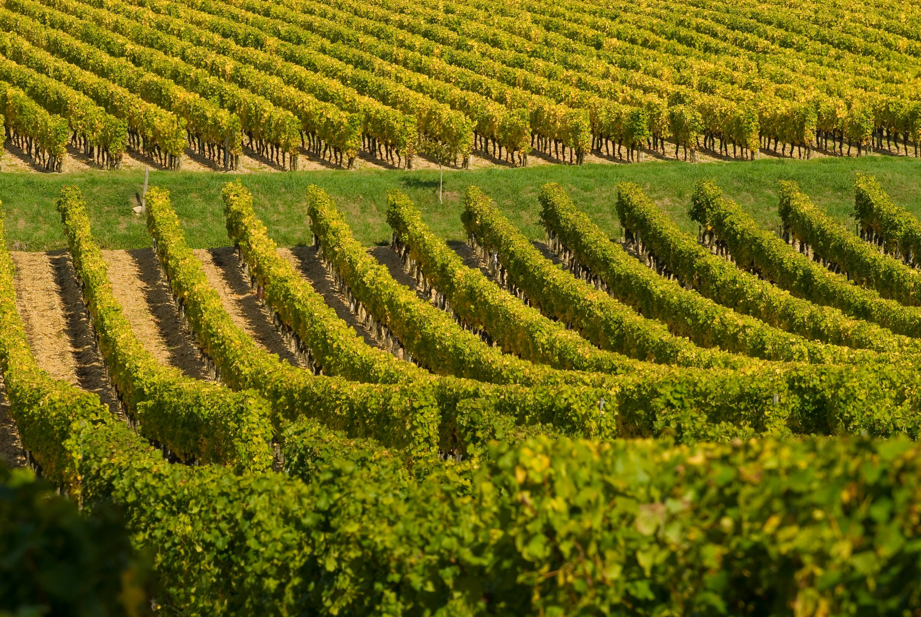 Easter egg hunt for children