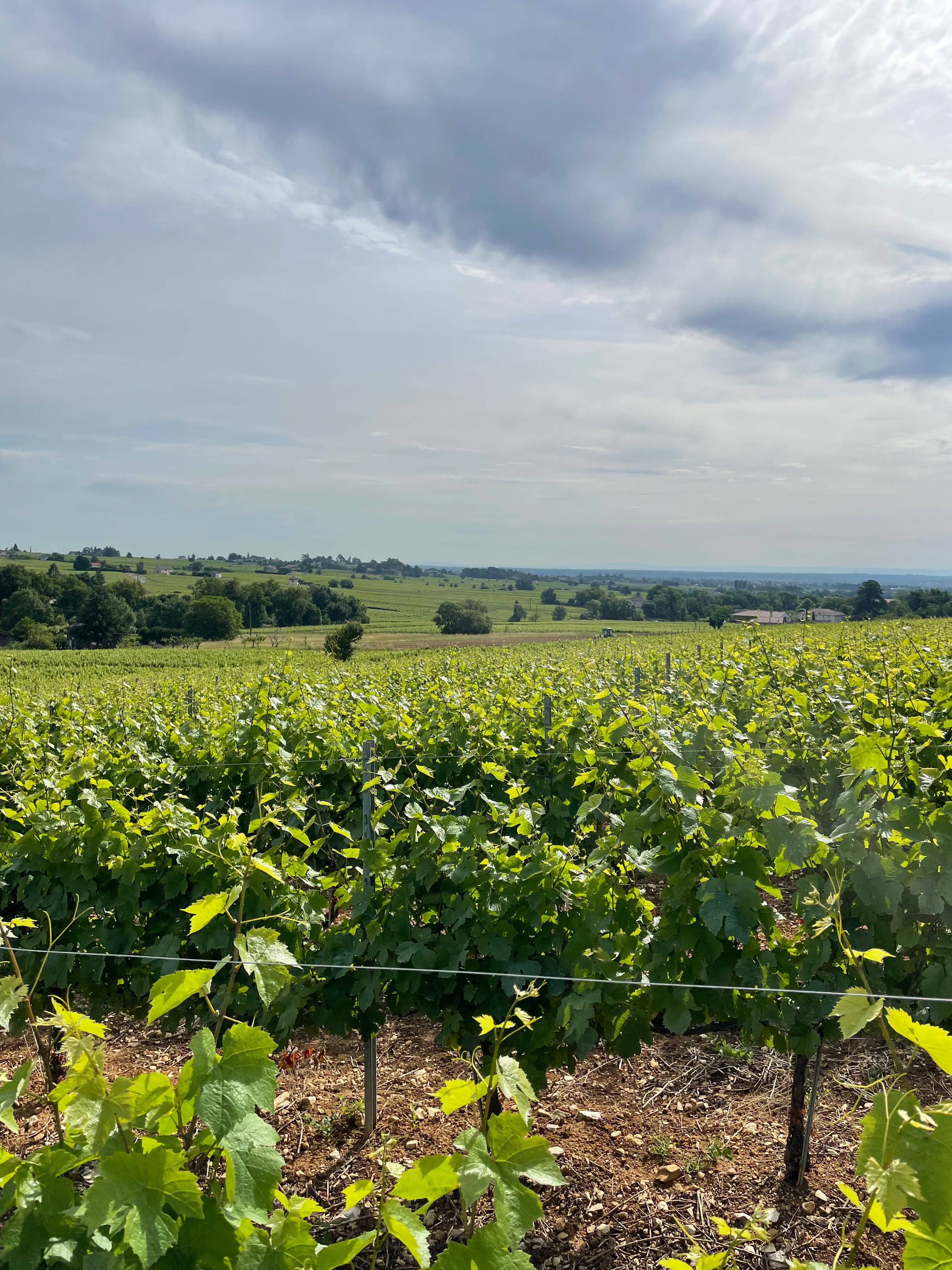 Bucolic walk in Brouilly