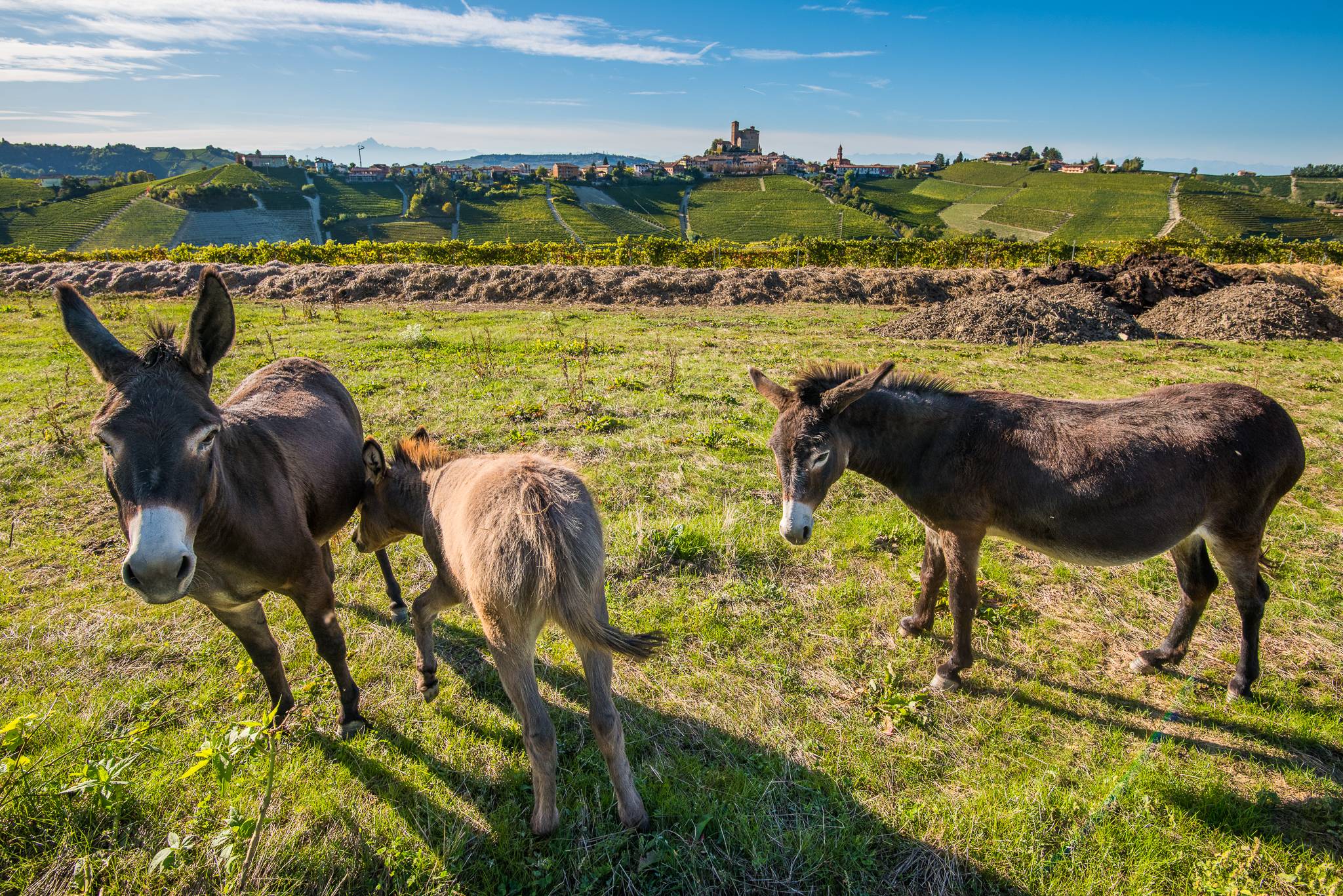 The Vertical – Barolo retrò