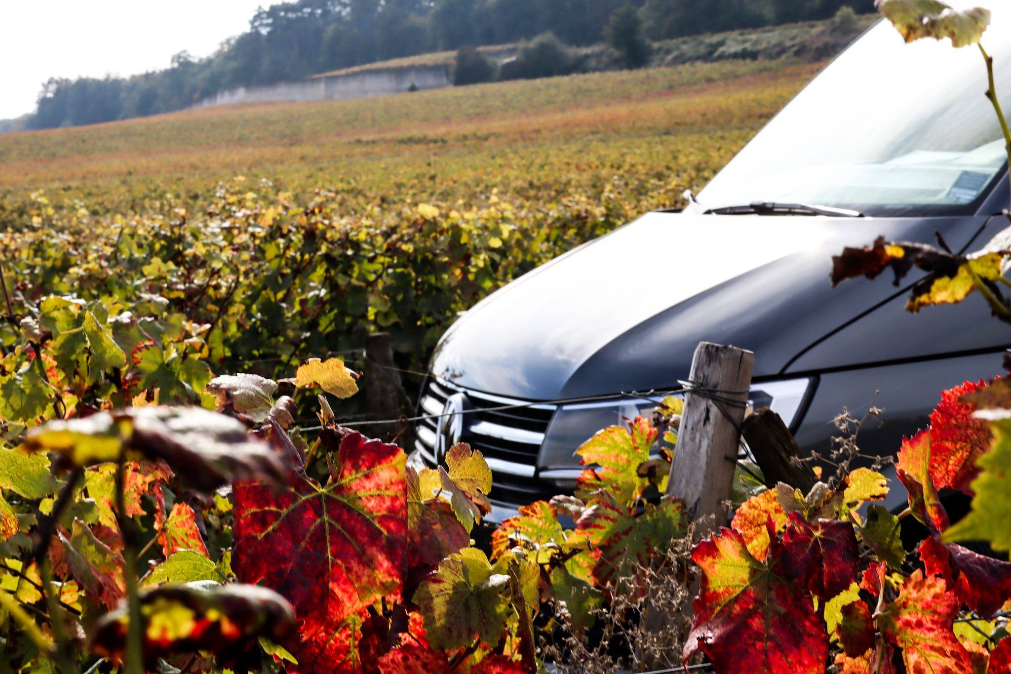 Safari on the Côte de Beaune with tasting