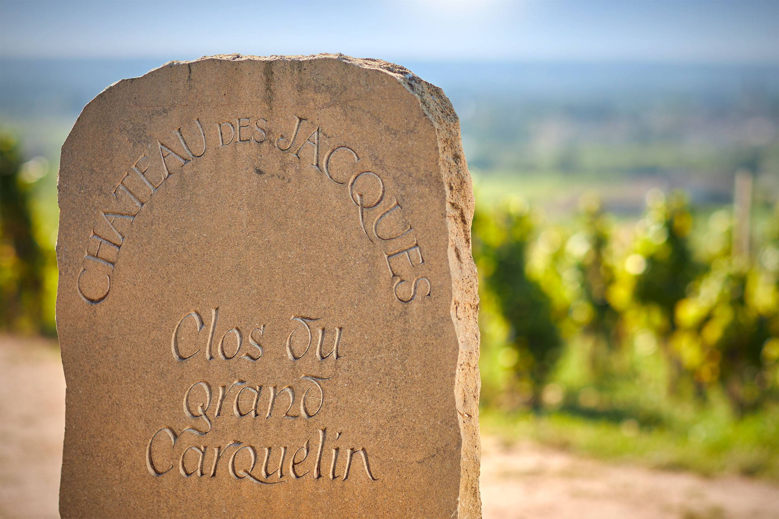 Stroll through the vineyards followed by a visit to the cellar and tasting