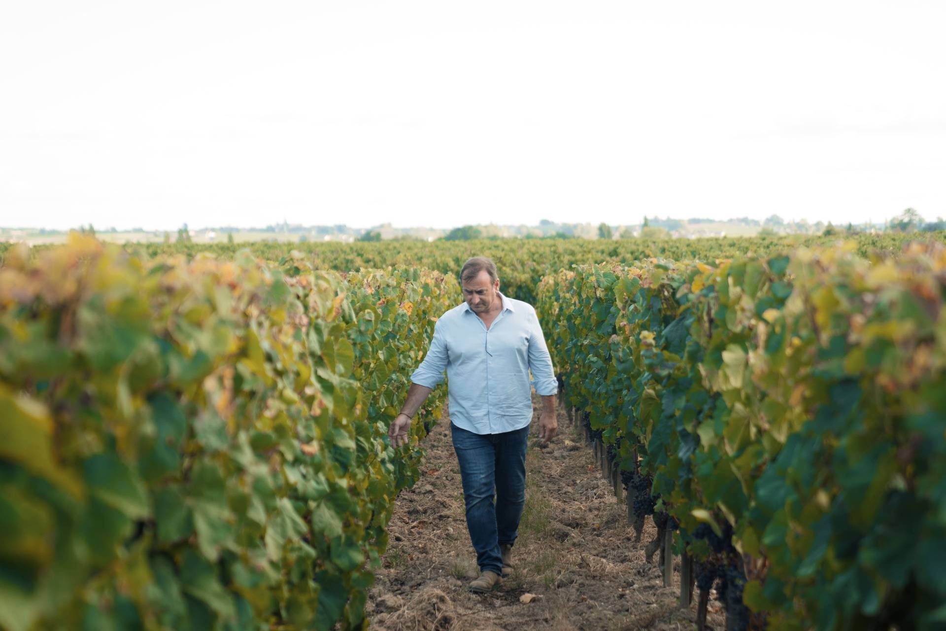 Visit Chatonnet Vineyards