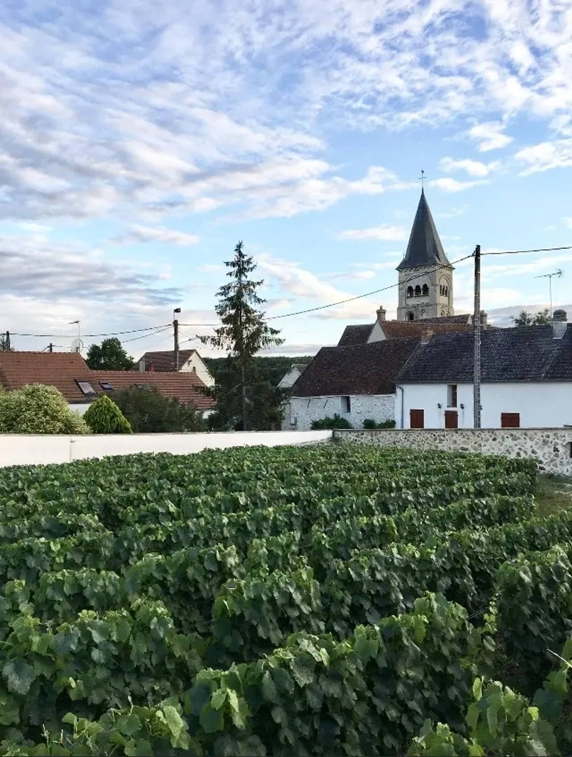 Visit and tasting of an exceptional Chardonnay