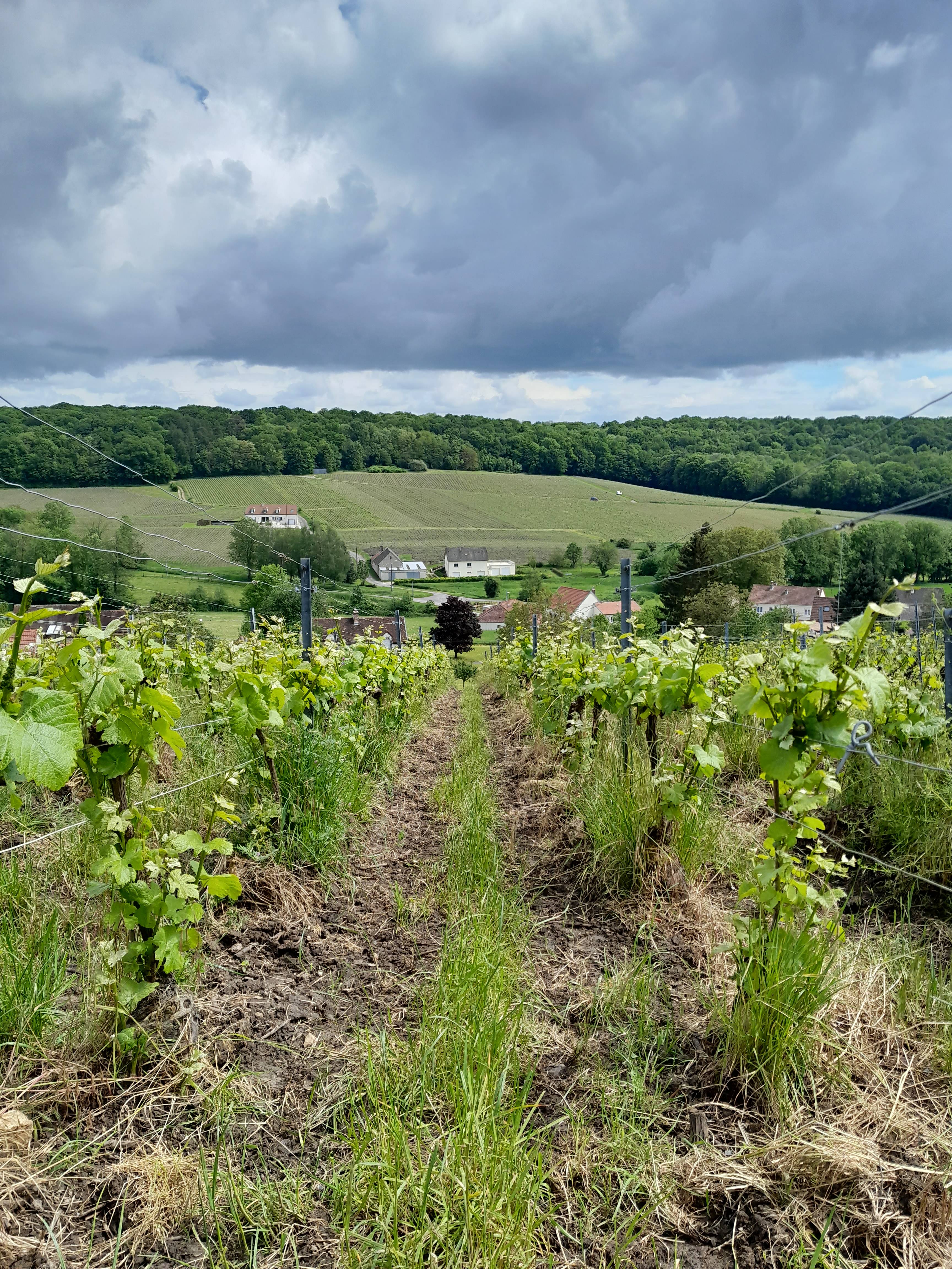 Discovery of agroecological viticulture