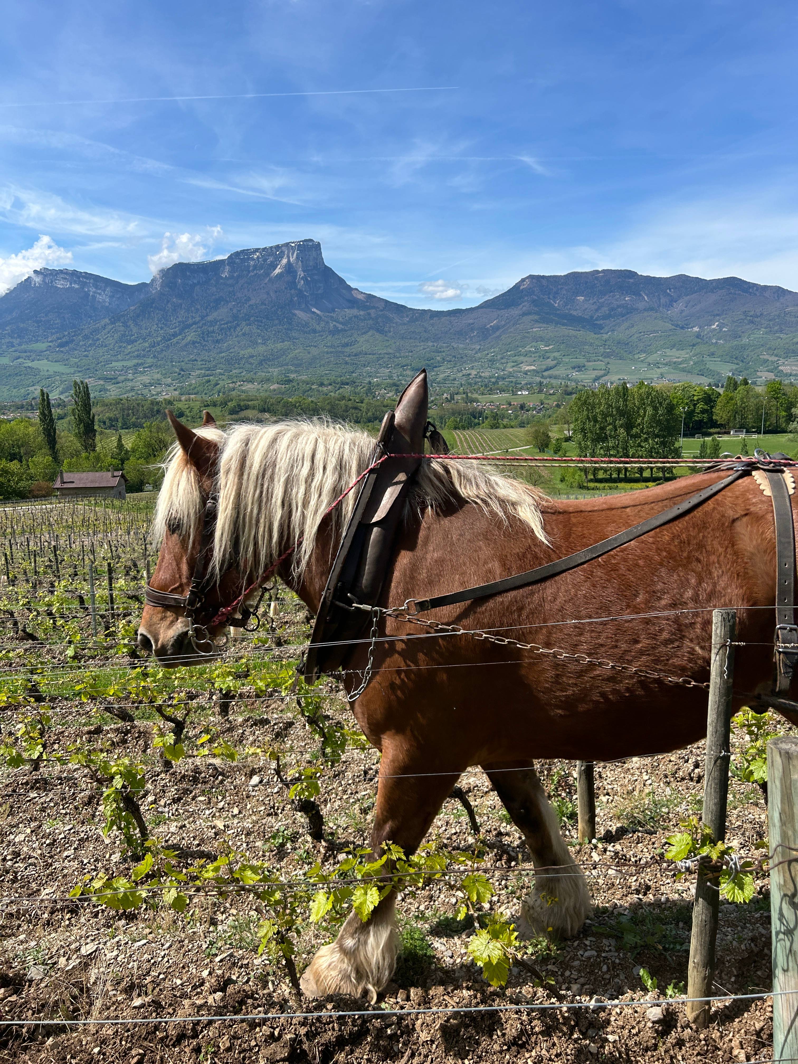 Savoyard terroir appetizer board & tasting