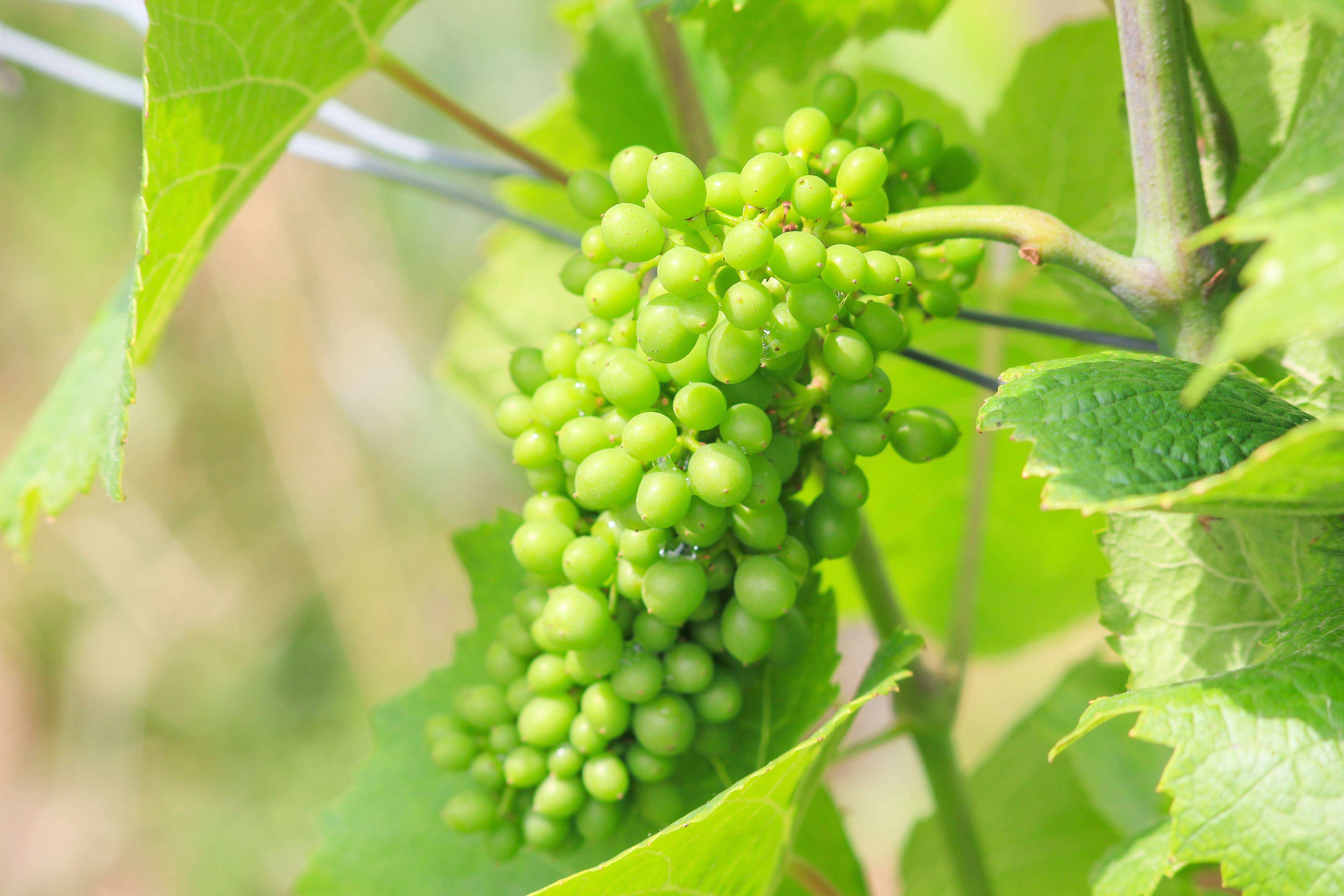 A walk through the vineyards