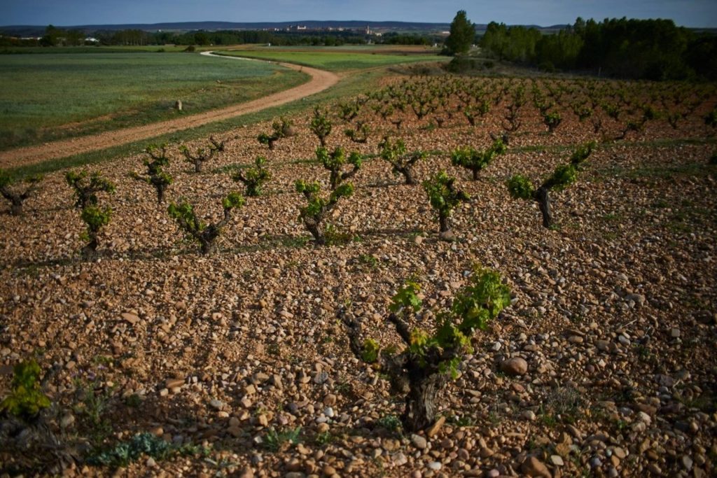 Vineyard walk and wine tasting