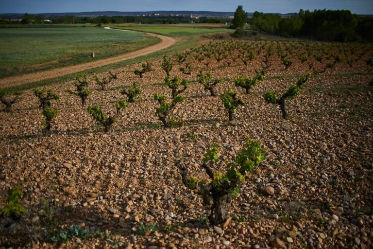 Vineyard walk and wine tasting