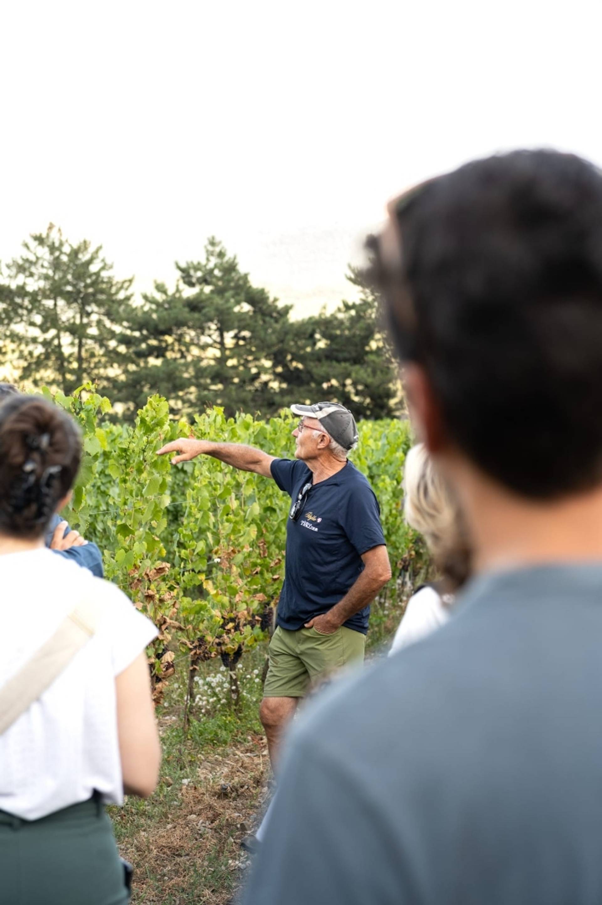 Taste Alpine grape varieties in an organic vineyard