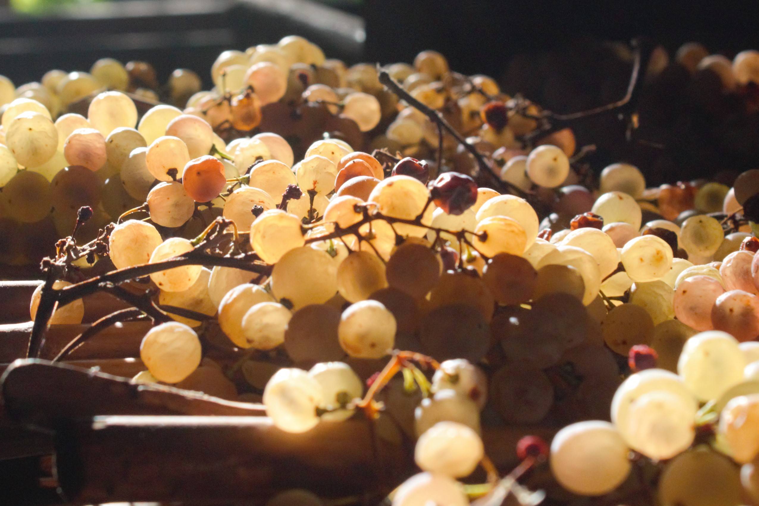 Wine Tour Experience