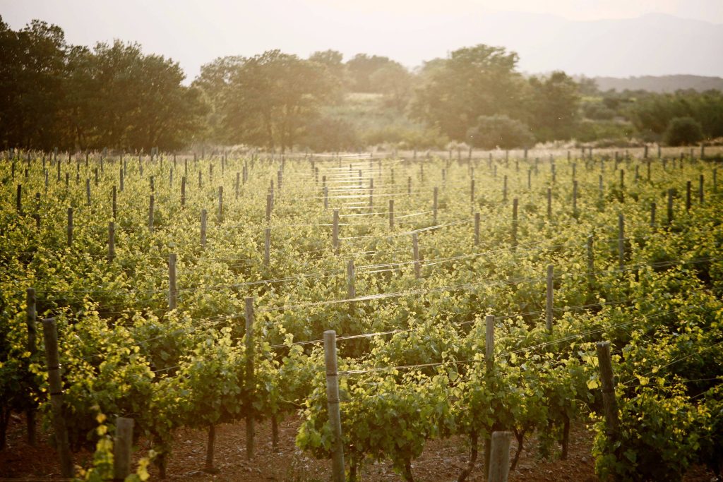 Guided tour and wine tasting