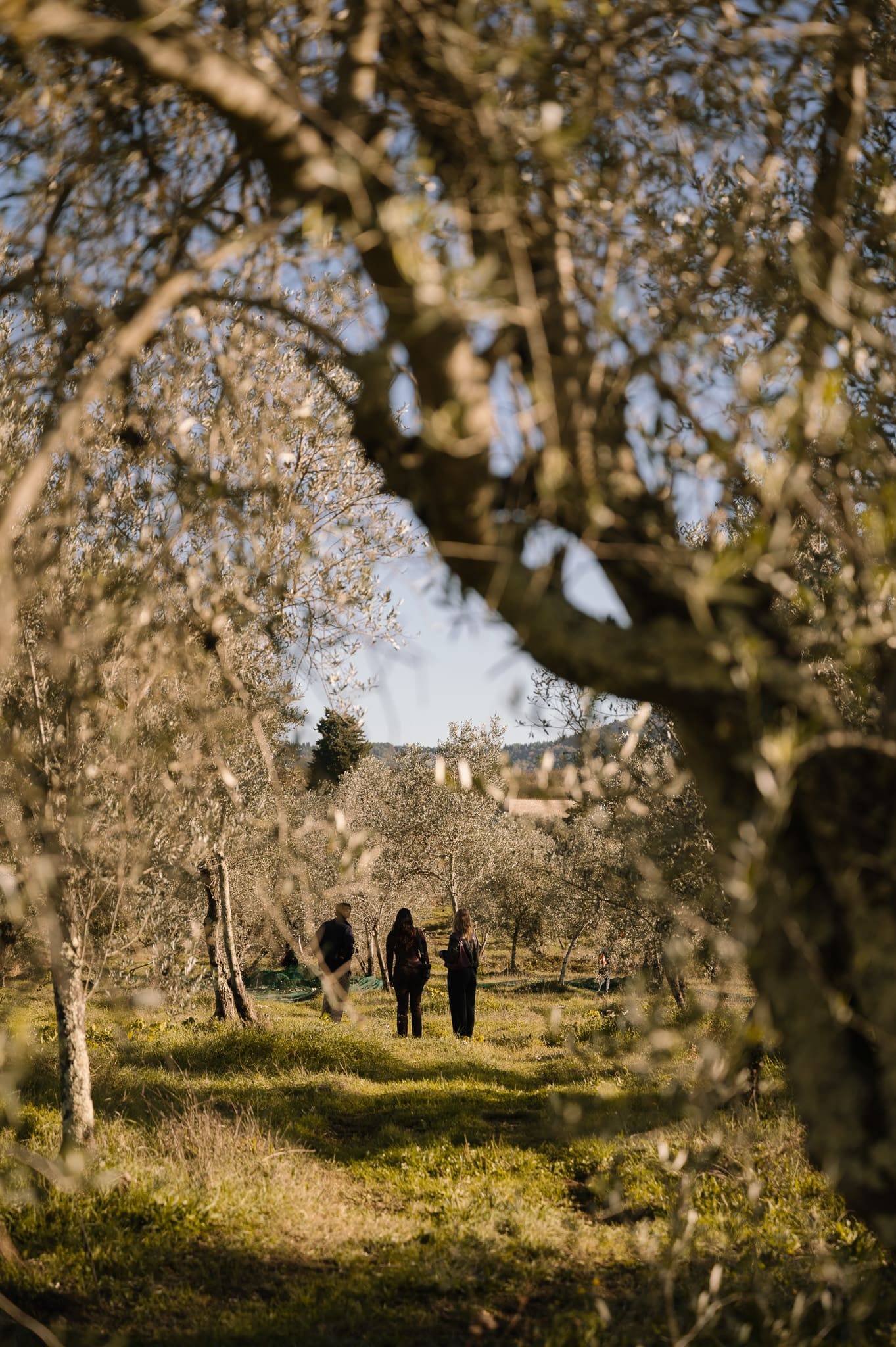 Tour of historic wineries and oil tasting