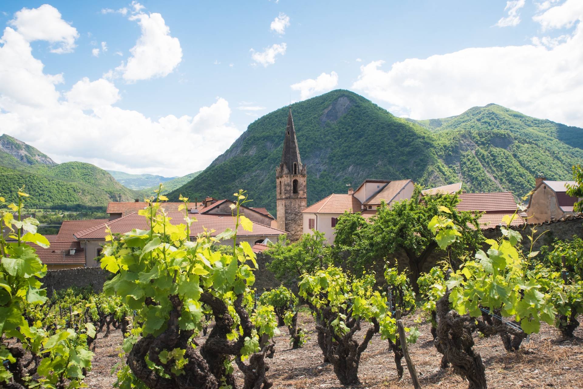 Discovery of the high-Alpine vineyards