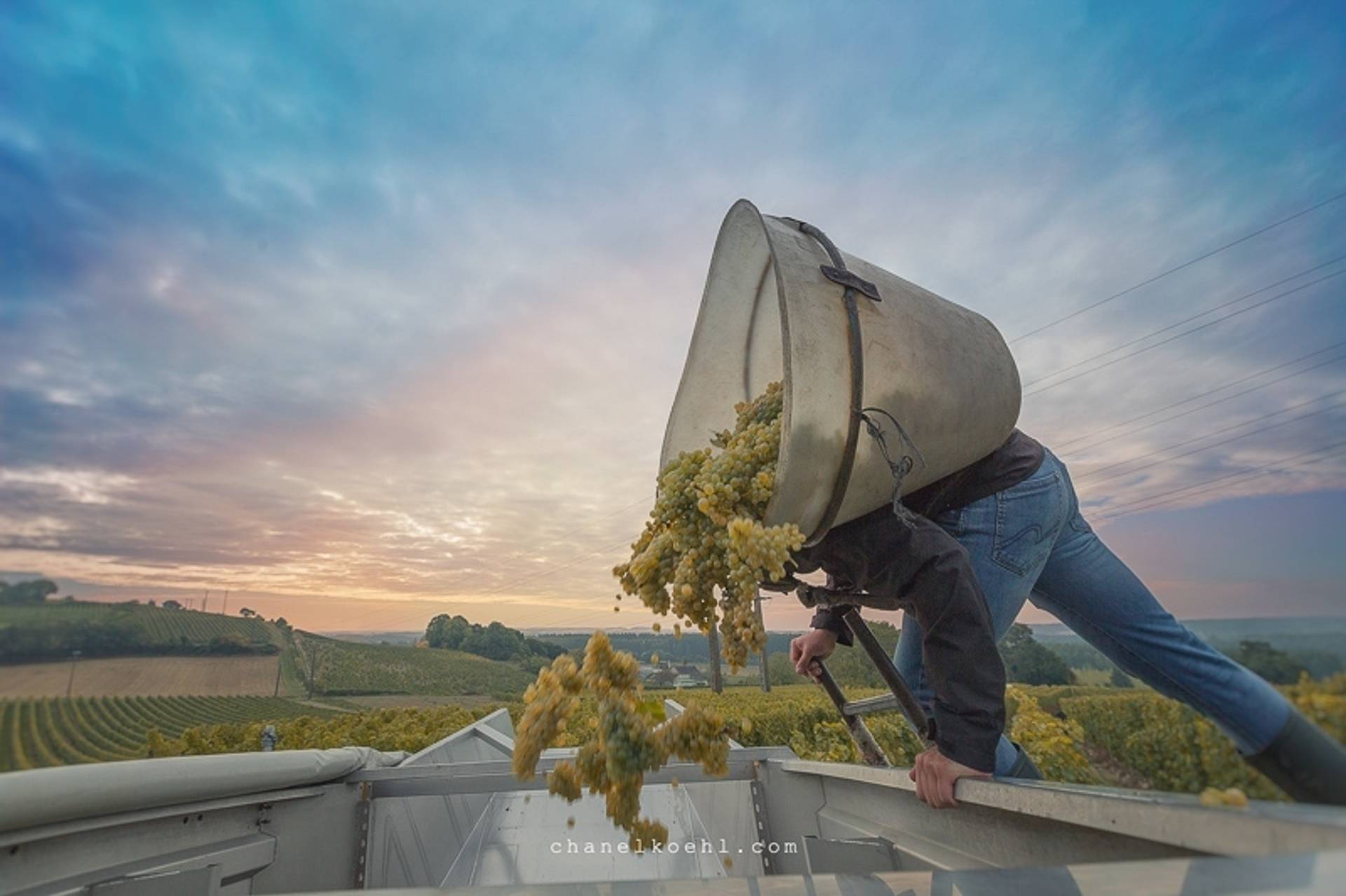 Harvester for a day in the Loire on October 5
