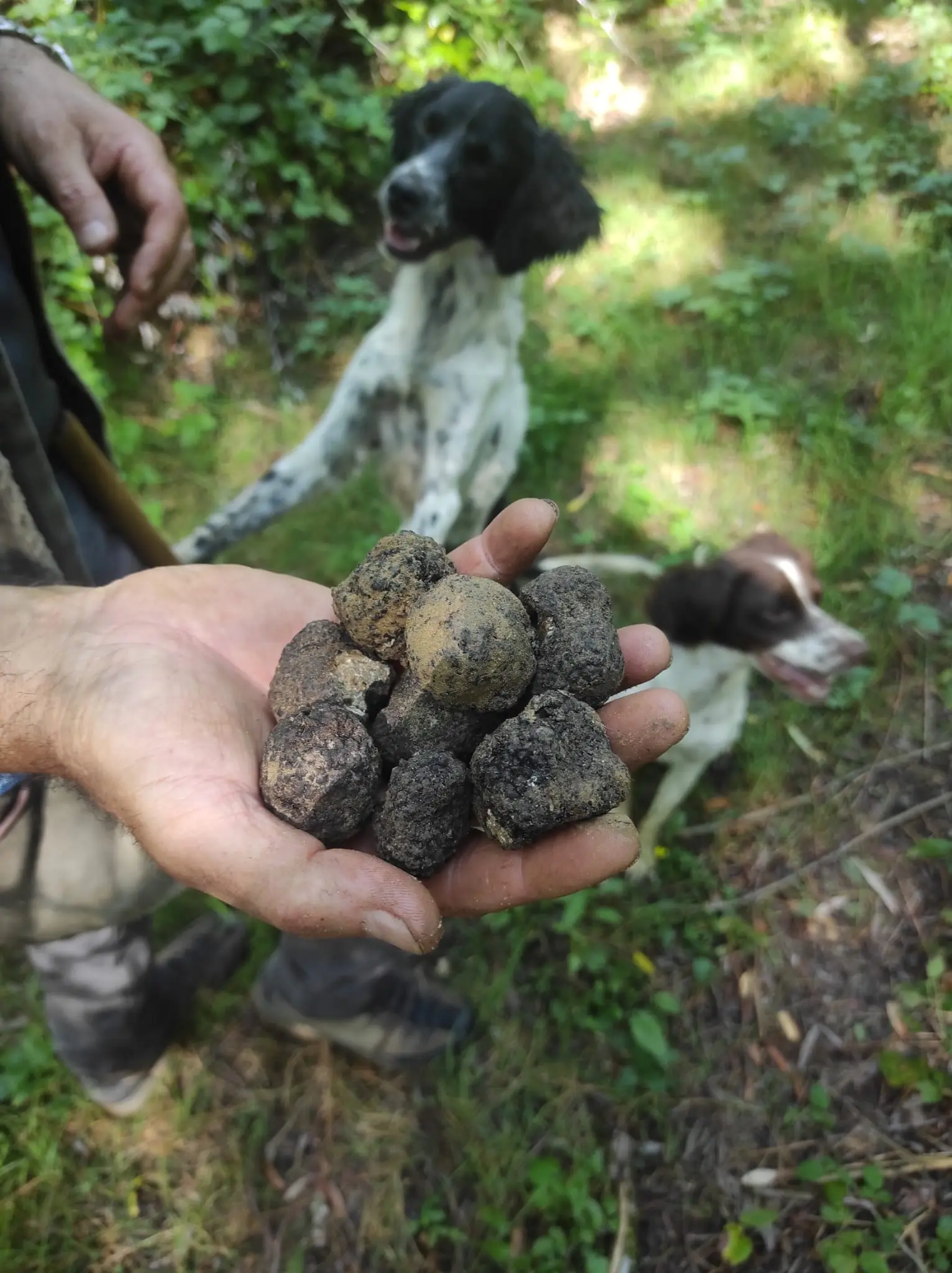 Truffle Hunting in the Heart of the Woods