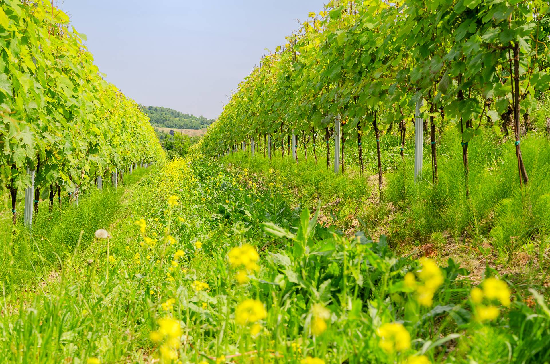 Wines and flavours of Monferrato