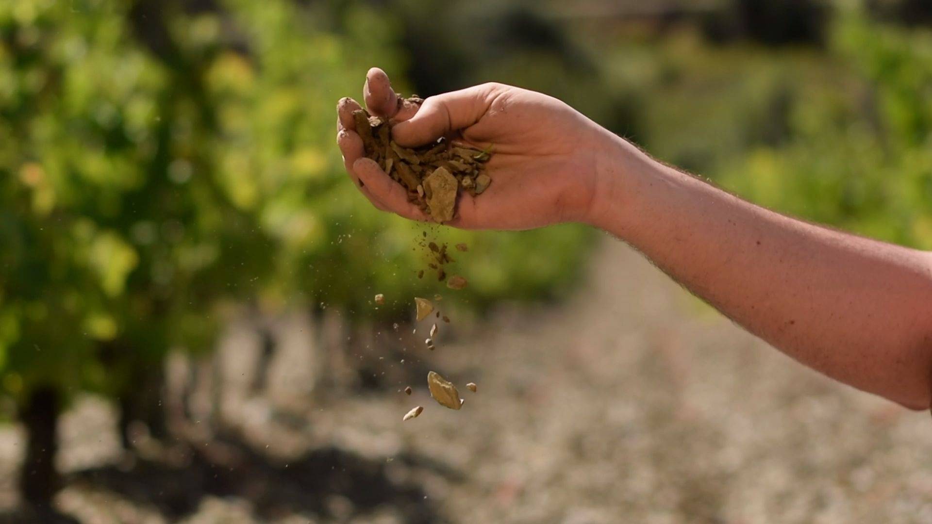 From the vine to the glass of wine