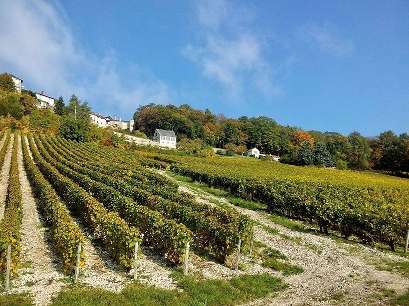 Walk in the heart of the vineyard