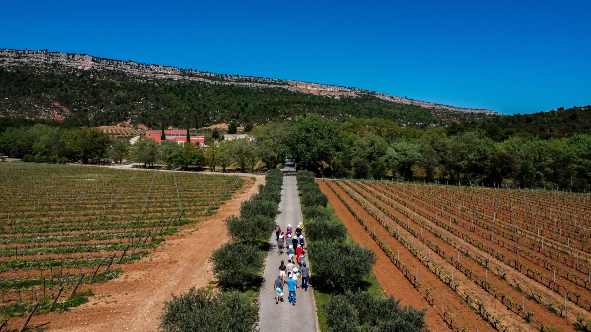 Vineyard walk at the Foot of Sainte Victoire