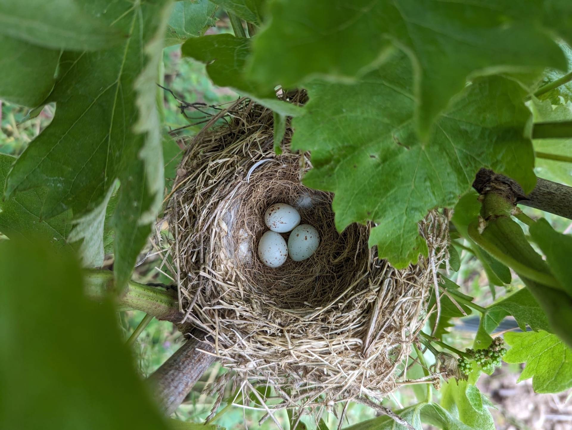 Frolicking in the vineyards – For children