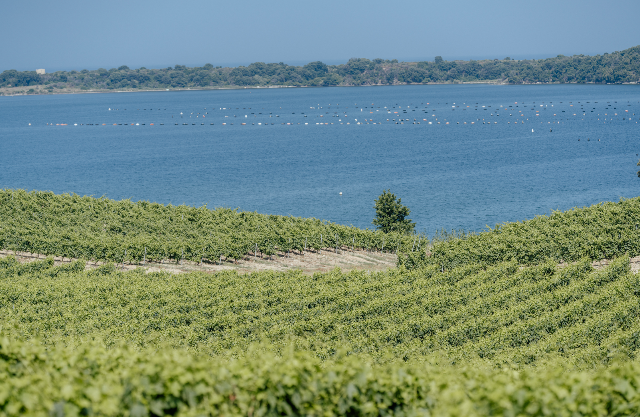 Maria-Stella Tasting