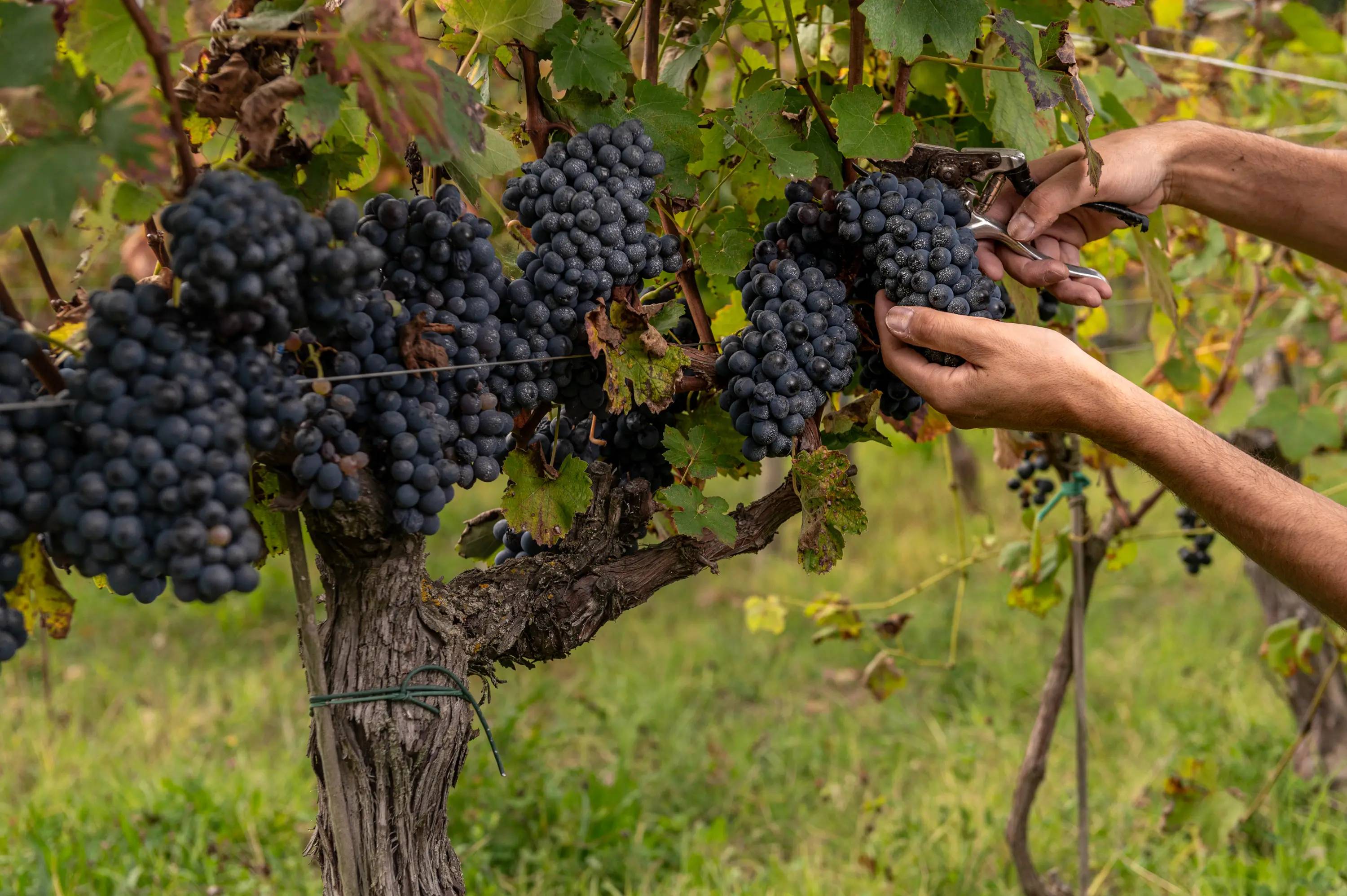 Monferrina Tasting 4.0