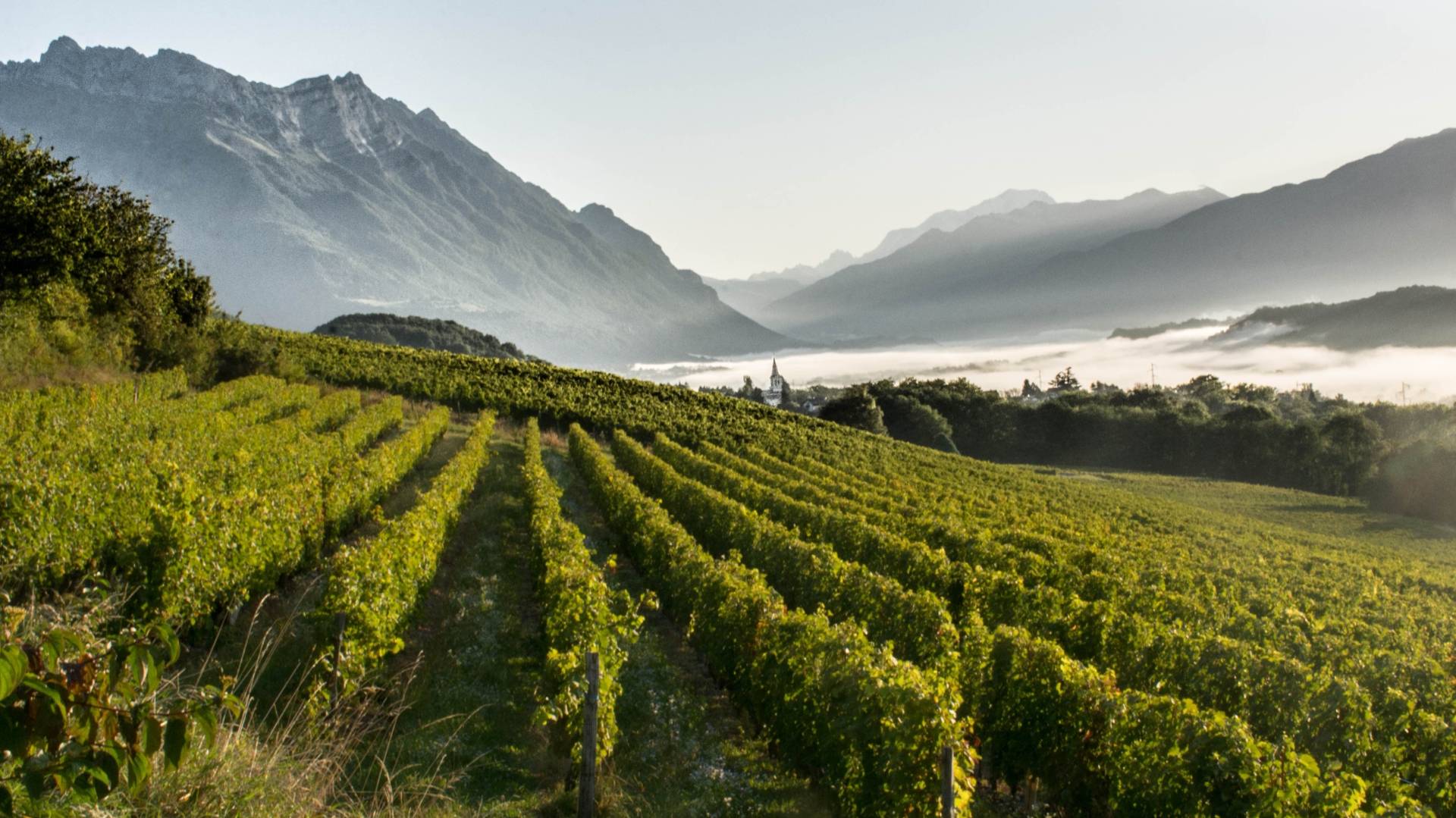 DOMAINE DE L’IDYLLE