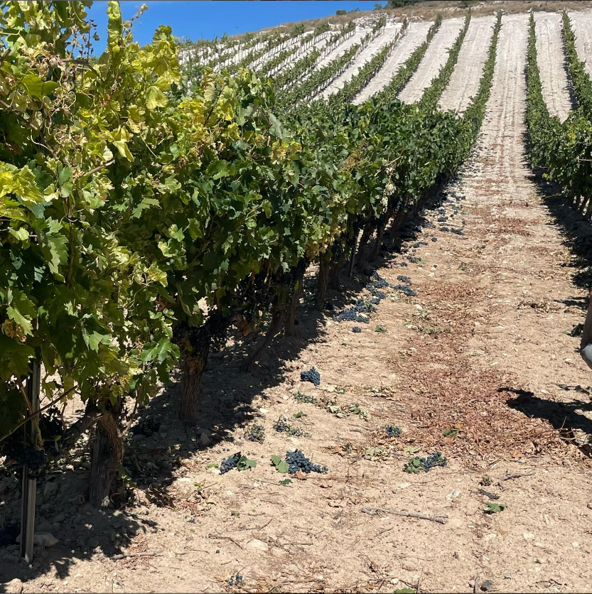 Tasting among vineyards and visit to the winery