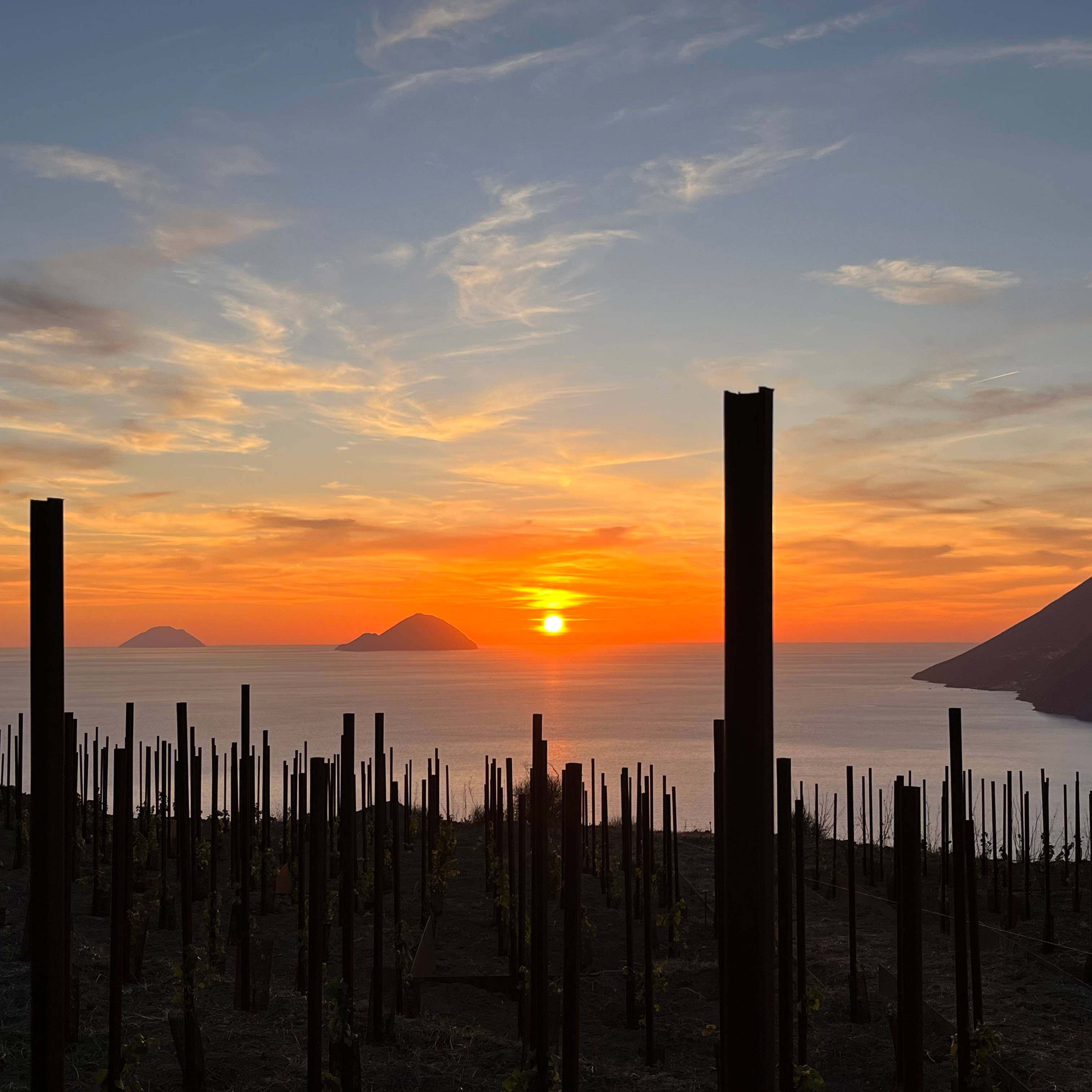 Picnic in the vineyard