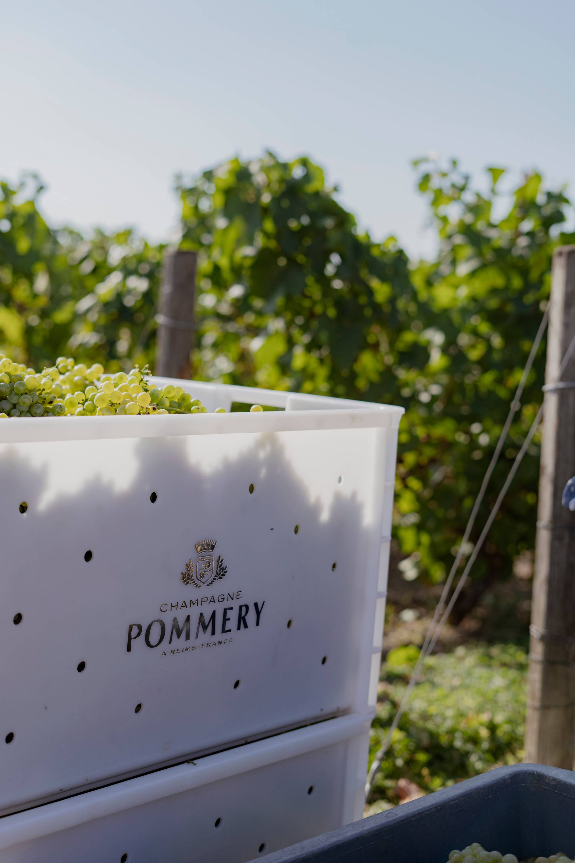 Guided tour from the vine to the glass