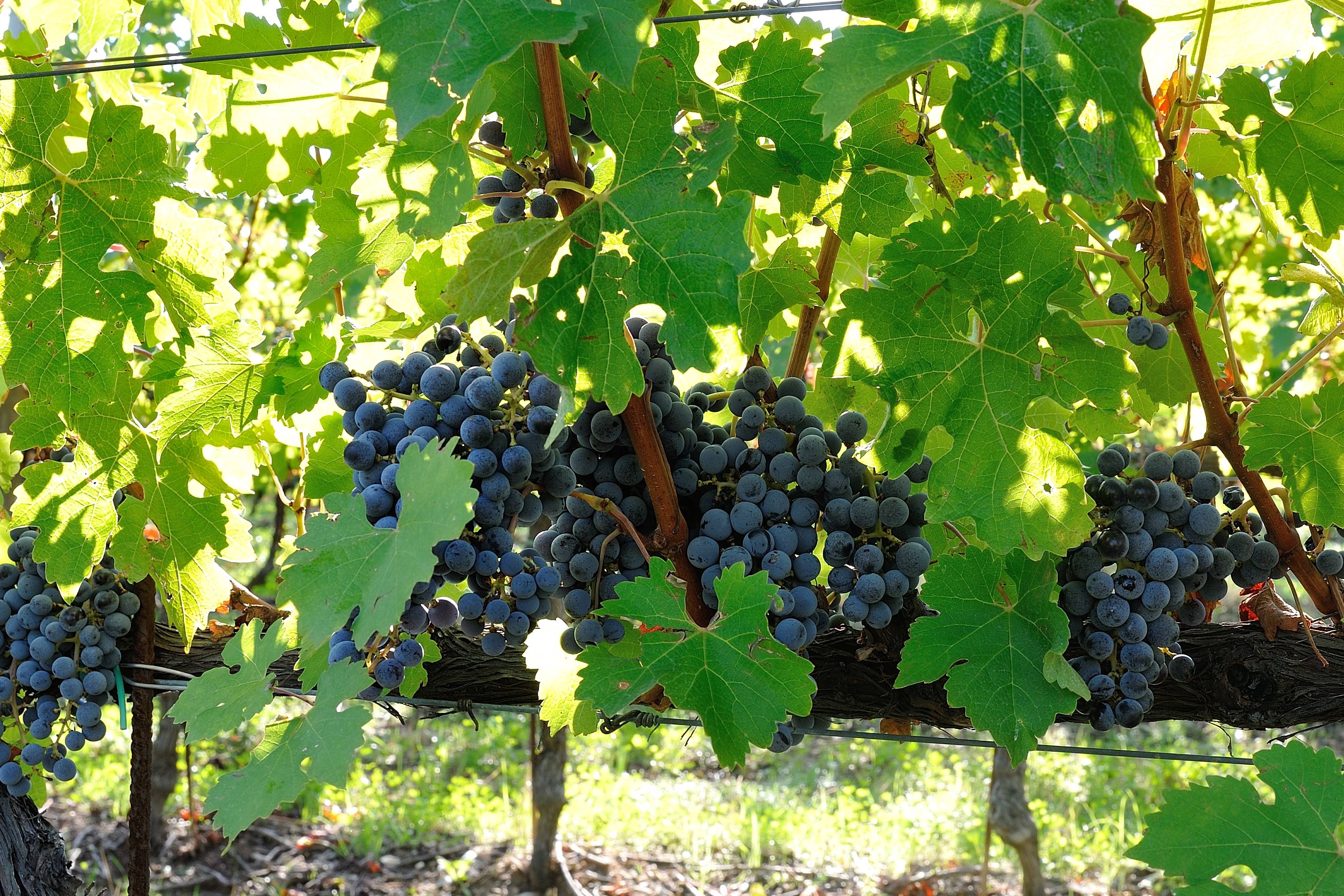 Superior Classic Tour