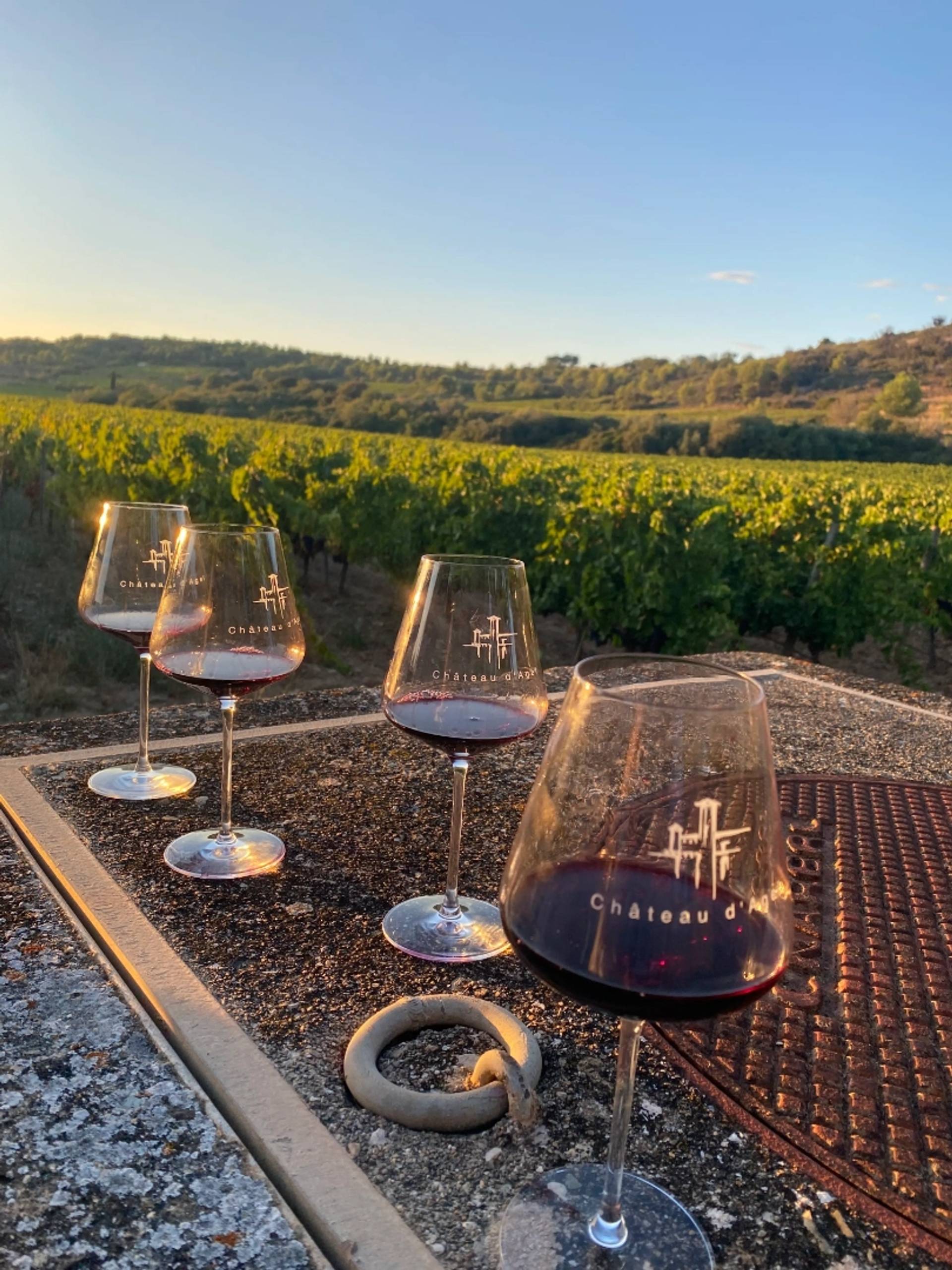 Tasting and visit to the vineyard