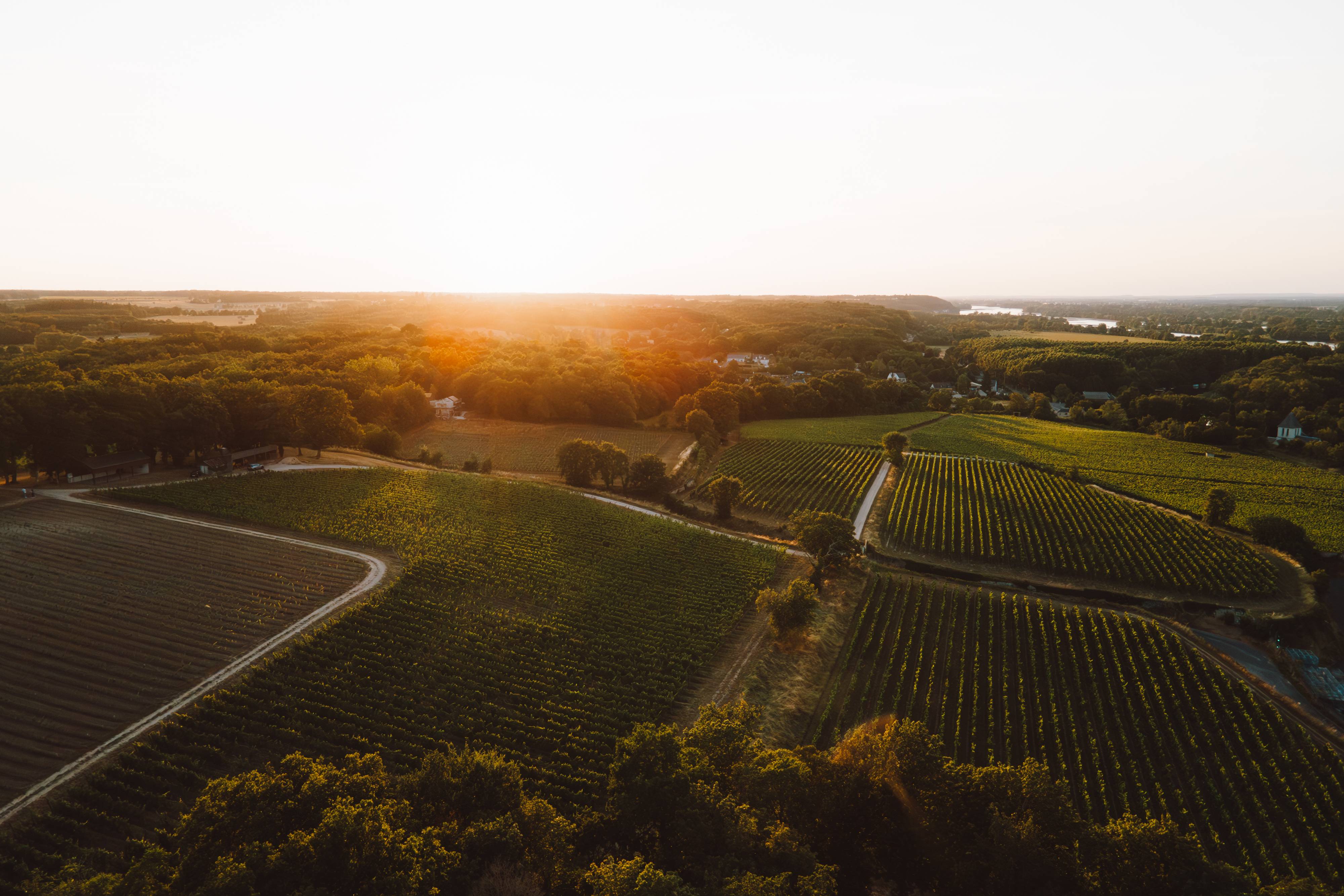Vineyard carriage tour