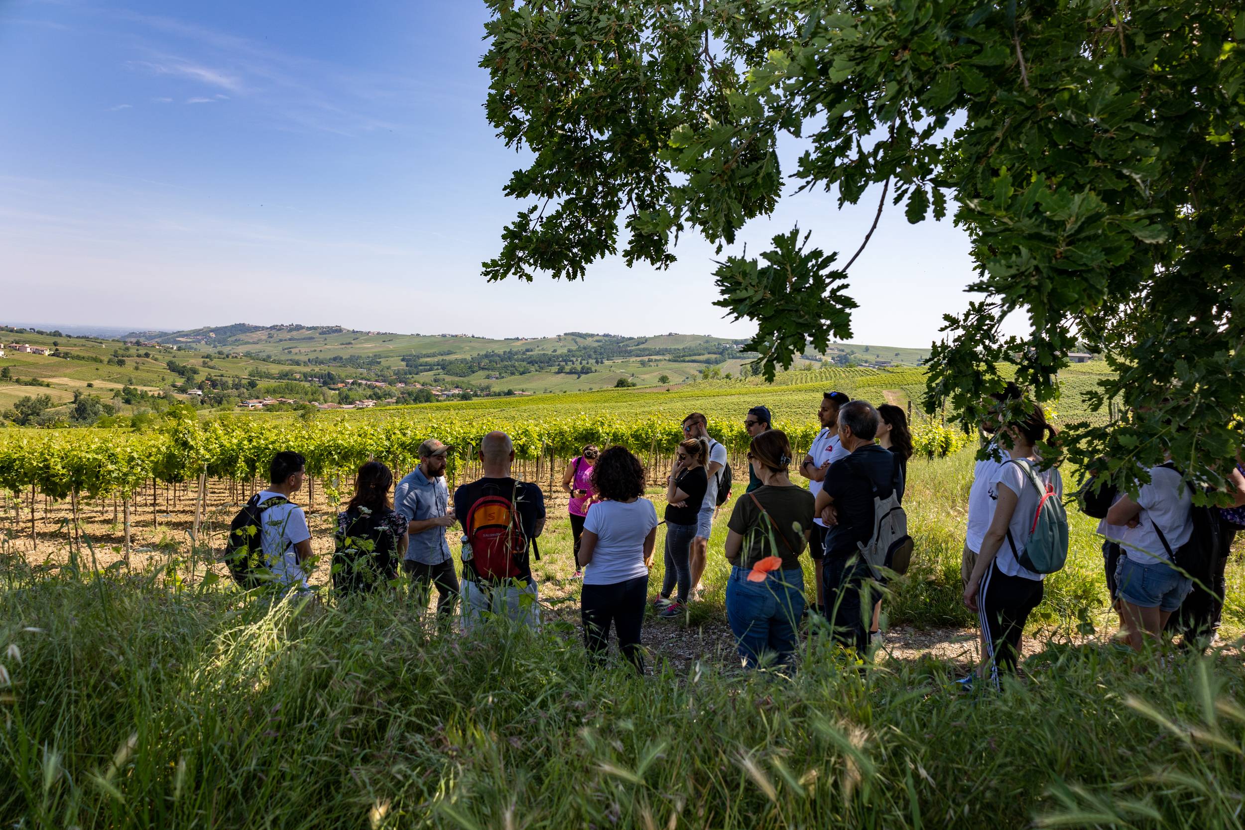 Vineyard Trekking with Tasting and Lunch