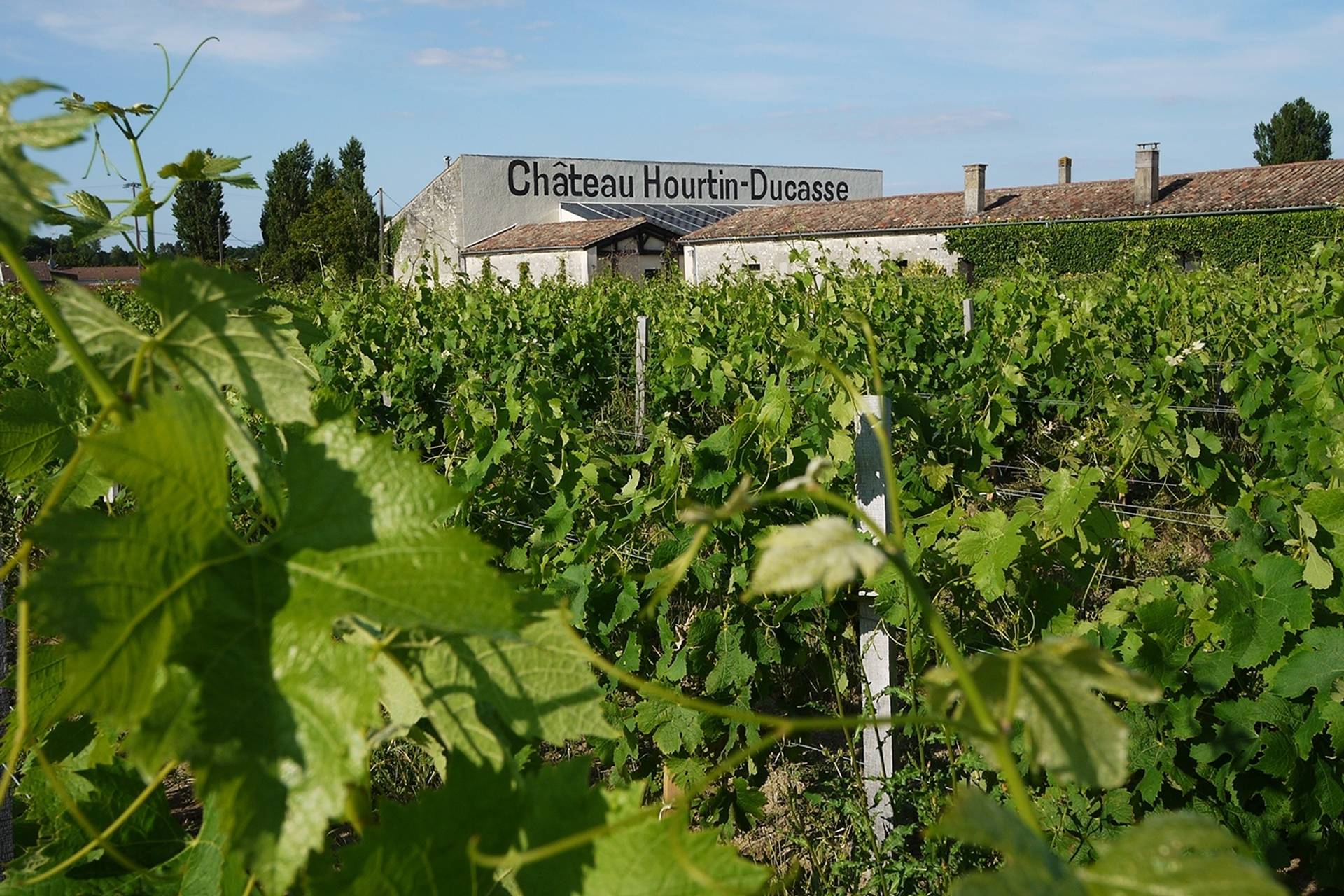 The Aperitif in the Vines