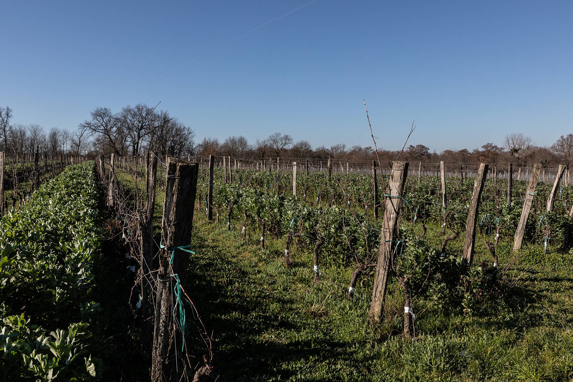 Discovering the forgotten grape varieties of Bordeaux