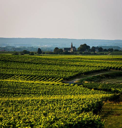 “Secrets of the Vines” Tour