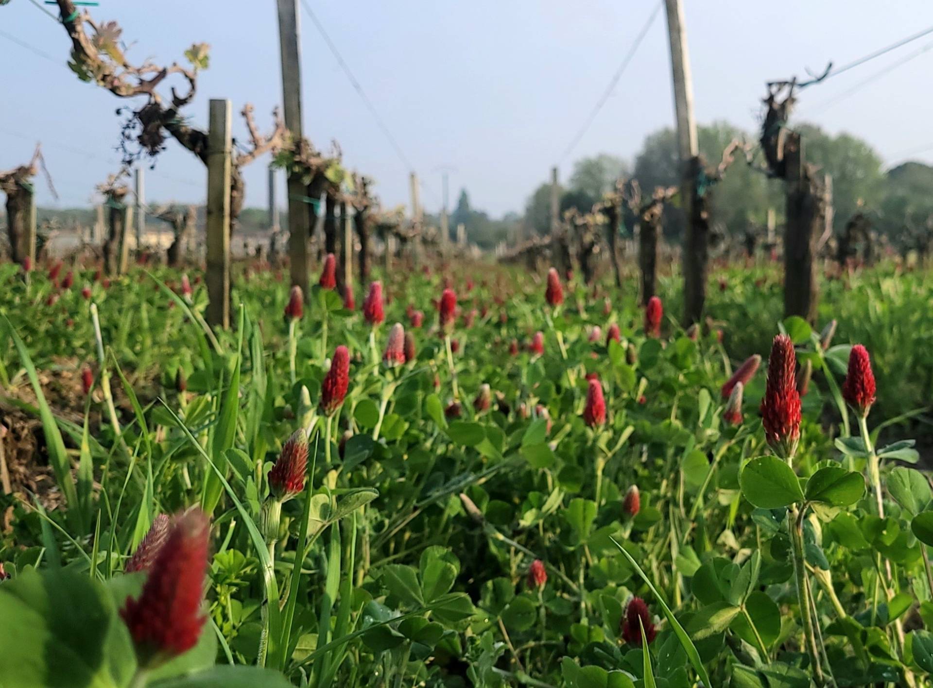 Haut-Médoc, what hides behind a bottle