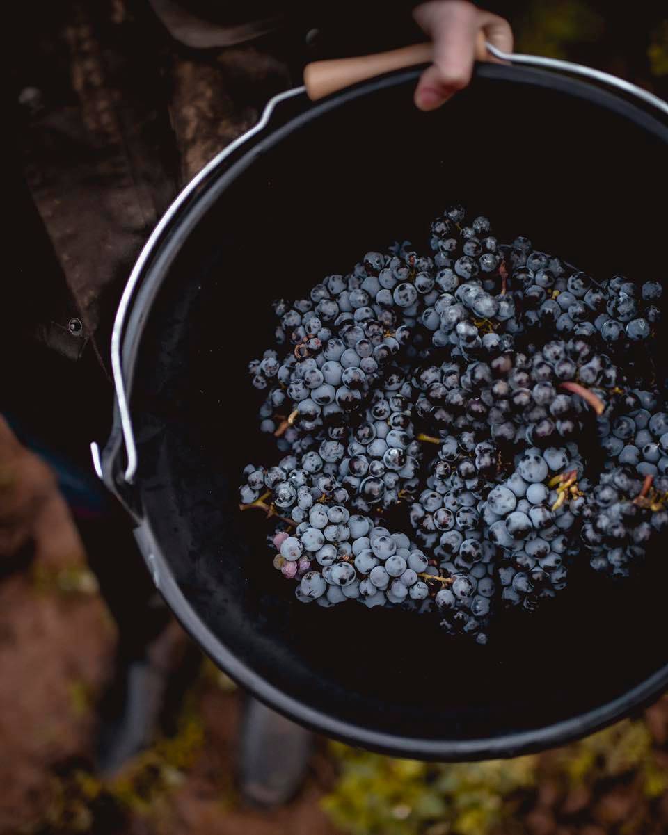 Work in the vineyard
