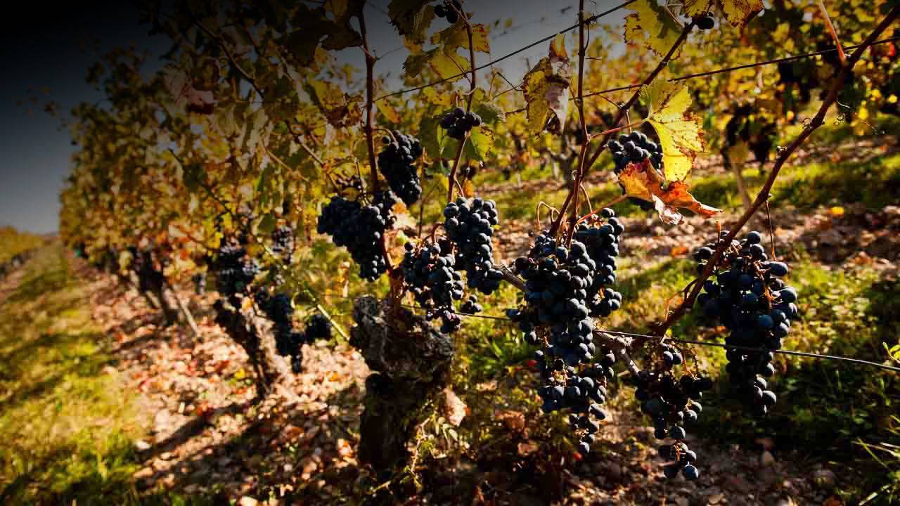 Visit of the Domaine and the wine cellar with wine tasting